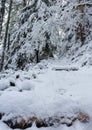 Snow covered Burley mountain trail,winter 2018, Washington, USA