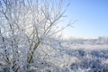 Snow covered bush in back light in a beautiful winter landscape under a blue sky, copy space Royalty Free Stock Photo