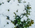 Snow-covered bush. Boxwood evergreen.