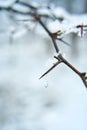 Snow covered bush branch in winter city park. Close up branch with spikes Royalty Free Stock Photo