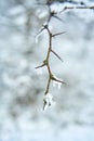 Snow covered bush branch in winter city park. Close up branch with spikes Royalty Free Stock Photo