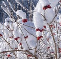 Snow covered bush with red berries. Closeup with visible crystals of ice and snowflakes on the branches. Royalty Free Stock Photo