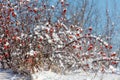 A snow covered bush with red berries Royalty Free Stock Photo