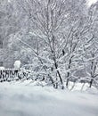 A snow-covered bush stands in a deep snowdrift Royalty Free Stock Photo