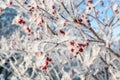 Viburnum berries are covered with hoarfrost. Snow-covered bush of viburnum in winter Royalty Free Stock Photo