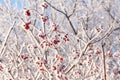 Snow-covered bush of viburnum in winter. Viburnum berries are covered with hoarfrost Royalty Free Stock Photo