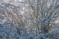 Snow-covered bush in a wintry scene, leafless branches, white and dark tones, hint of background structure, top-left light source Royalty Free Stock Photo