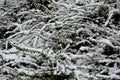 Snow-covered bushes can be recognized only with difficulty. however, the textures of the individual species vary greatly and the g