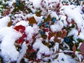 Snow-covered bushes of Magonia with blue berries.