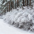 The snow suggest recent human or animal activity adding a sense Royalty Free Stock Photo
