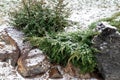 Snow-covered bushes and stones in the park Royalty Free Stock Photo