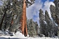 Snow covered cabin with sequoia redwood tree in Sequoia National Park California Royalty Free Stock Photo