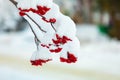 Snow covered Canada holly winter berries Royalty Free Stock Photo