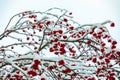 Snow covered Canada holly winter berries Royalty Free Stock Photo