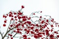 Snow covered Canada holly winter berries Royalty Free Stock Photo