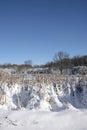 Snow covered cattails in winter