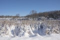 Snow covered cattails in winter