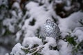 snow-covered christmas ball on tree, silver bauble sphere, new year holiday decoration Royalty Free Stock Photo