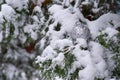 snow-covered christmas ball on tree, silver bauble sphere, new year holiday decoration Royalty Free Stock Photo