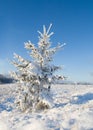 Snow covered christmas tree Royalty Free Stock Photo