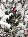 Snow covered Christmas tree with christmas balls and lights front view close-up Royalty Free Stock Photo