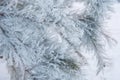 Snow-covered Christmas tree branch Royalty Free Stock Photo