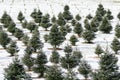 Snow-Covered Christmas Tree Farm