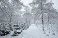 Snow covered Christmas trees in a forest nursery in Europe. Cloudy day, snowfall, no people