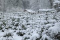 Snow covered Christmas trees in a forest nursery in Europe. Cloudy day, snowfall, no people