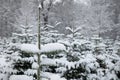 Snow covered Christmas trees in a forest nursery in Europe. Cloudy day, snowfall, no people