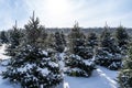 Snow Covered Christmas Trees on Winter Morning Royalty Free Stock Photo