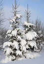 Snow-covered Christmas trees in sunny day