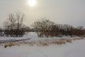 Snow covered park with bare trees and reed in Gatineau