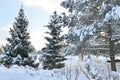 Snow-covered City Park in a winter park in Moscow, Russia Royalty Free Stock Photo