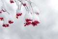 Snow-covered clusters of viburnum in winter on a light background. Red viburnum berries in winter Royalty Free Stock Photo