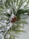 Snow covered Colorado pine cone and needles in Winter Royalty Free Stock Photo