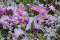 Snow covered colorful violet primula flowers in a garden.