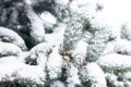 Snow covered coniferous branches. Christmas tree under snow. Cold weather concept. Winter in nature.Evergreen plant under snow. Royalty Free Stock Photo