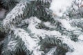 Snow covered coniferous branches. Christmas tree under snow. Cold weather concept. Winter in nature.Evergreen plant under snow. Royalty Free Stock Photo