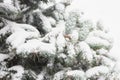 Snow covered coniferous branches. Christmas tree under snow. Cold weather concept. Winter in nature.Evergreen plant under snow. Royalty Free Stock Photo