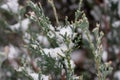 Snow covered coniferous branches. Juniper bush under snow, close up. Cold weather concept. Winter in nature. Nature in details