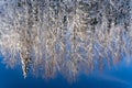 snow-covered coniferous and deciduous forest is reflected in a clear blue water Royalty Free Stock Photo