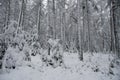 Snow-covered coniferous forest in the Eifel in winter
