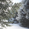 Snow Covered Coniferous Tree Branches on Sunny Day Royalty Free Stock Photo