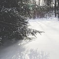 Snow Covered Coniferous Tree Branches on Sunny Day Royalty Free Stock Photo