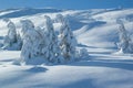 snow covered coniferous trees growing on a slope in the Carpathian Mountains. Beautiful winter landscape on a sunny day Royalty Free Stock Photo