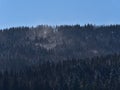 Snow-covered coniferous trees on hills in Black Forest in winter with snow whirled up by the strong wind on sunny day. Royalty Free Stock Photo