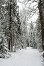 Snow-covered, coniferous, white forest, after a night of snowfall and tourists walking with huge backpacks along the path winding Royalty Free Stock Photo