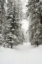 Snow-covered, coniferous, white forest, after a night of snowfall and tourists walking with huge backpacks along the path winding Royalty Free Stock Photo