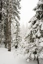 Snow-covered, coniferous, white forest, after a night of snowfall and tourists walking with huge backpacks along the path winding Royalty Free Stock Photo